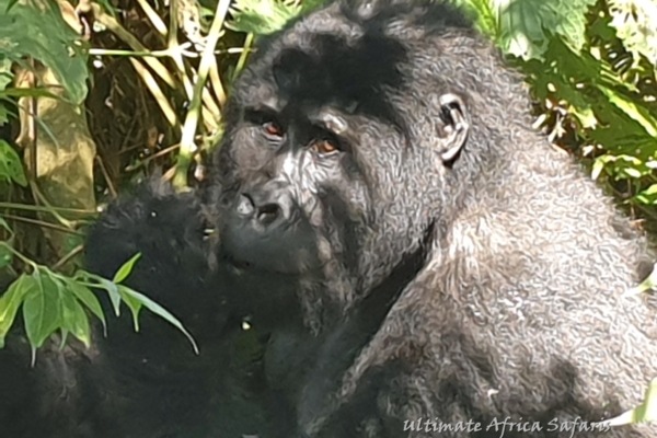 Congo Lowland Gorillas