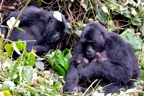 Bwindi Gorilla Tour Uganda