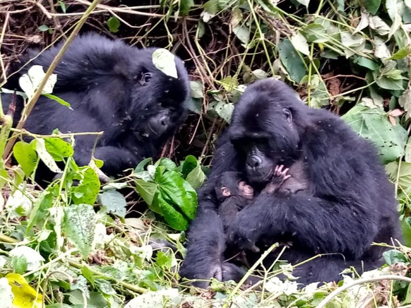 Bwindi Gorilla Tour Uganda