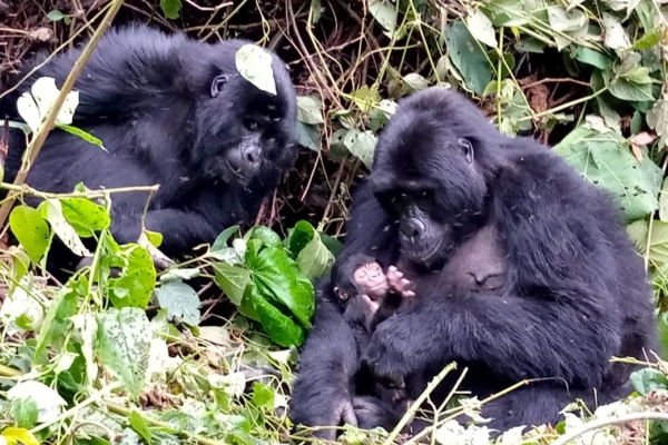 Bwindi Gorilla Tour