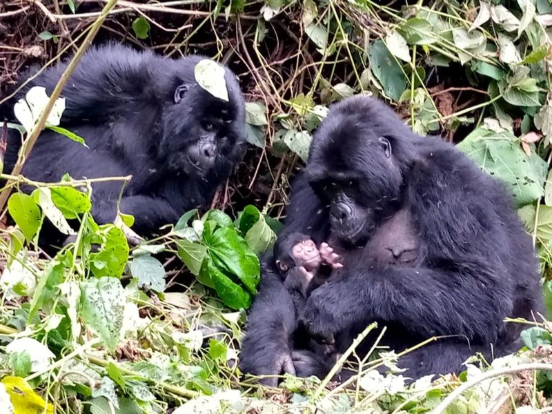 Bwindi Gorilla Tour