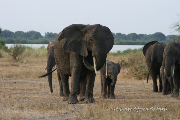 Uganda BIG 5 Wildlife Tour