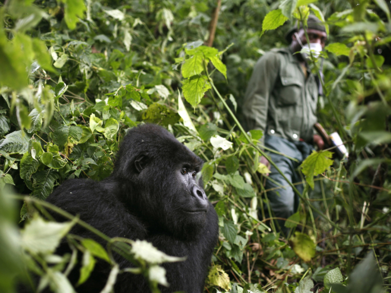 Mountain Gorilla in Africa