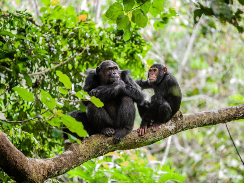 Chimpanzee Trekking Safari