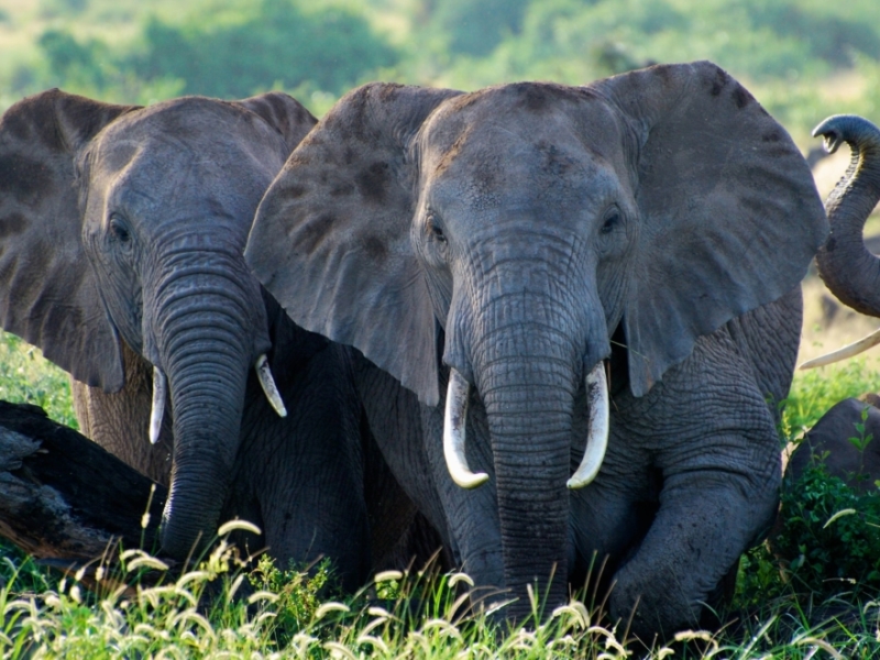 African Bush Elephant