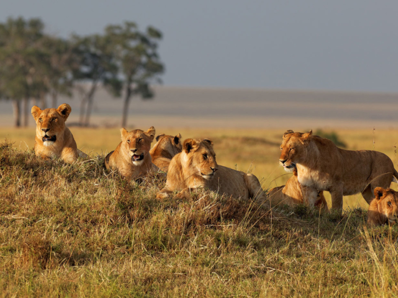 4 Days Kidepo Wildlife Safari Uganda