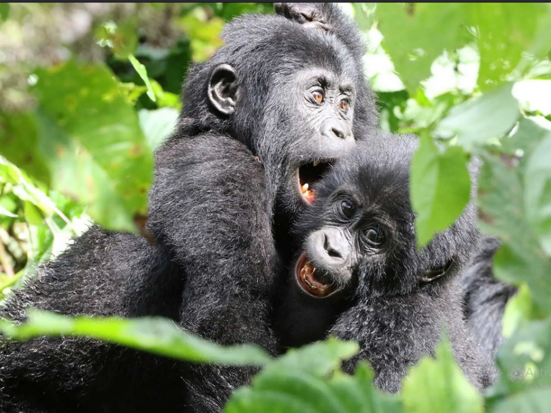 Short Uganda Gorilla Safaris