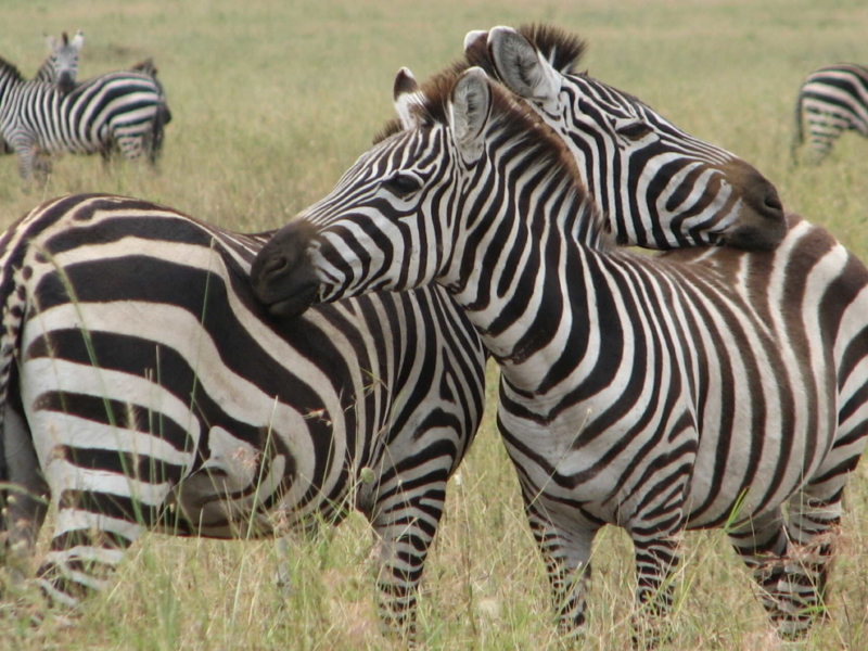 Uganda Wildlife Safaris