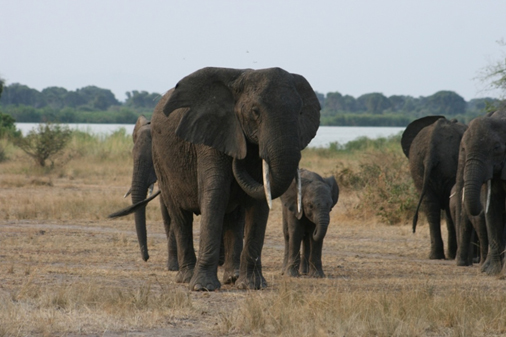 13 Days Wildlife Safari Uganda