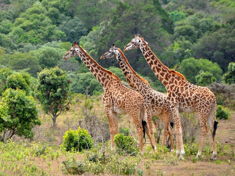 Murchison Falls National Park