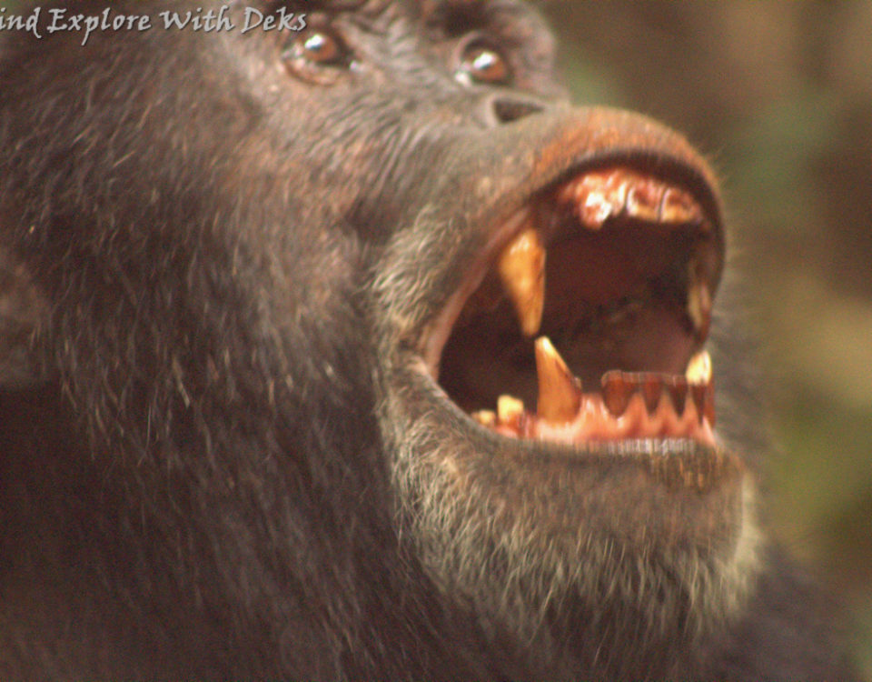 Nyngwe Forest National Park