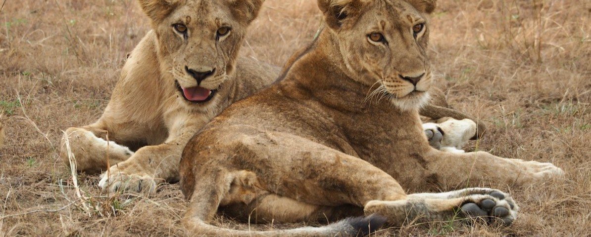 Ishasha Sector in Queen Elizabeth National Park