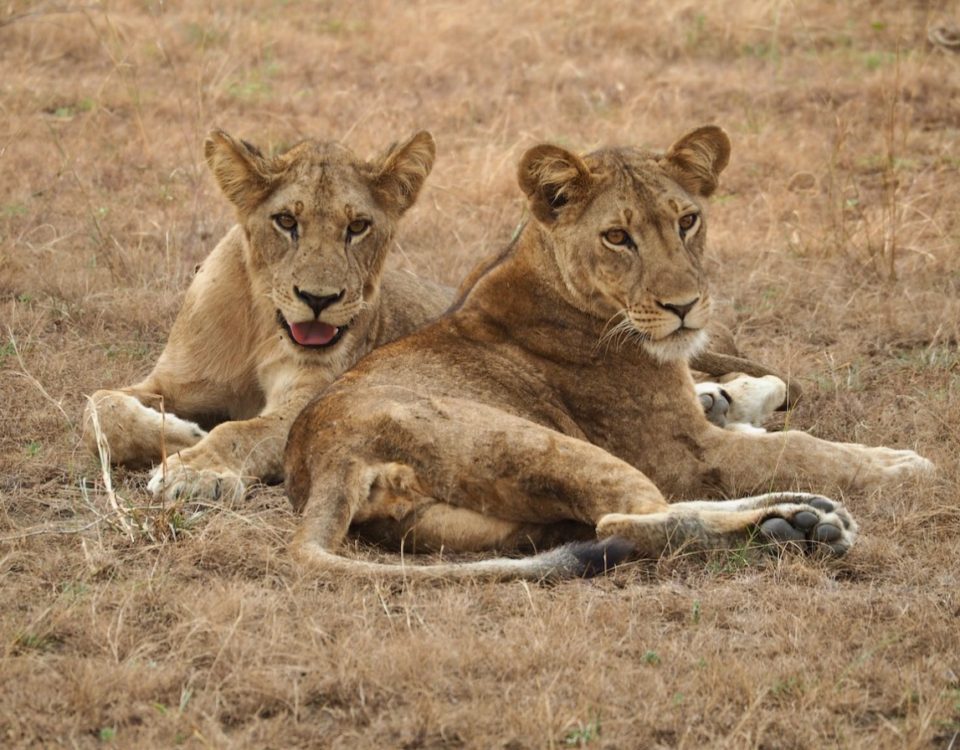 Ishasha Sector in Queen Elizabeth National Park