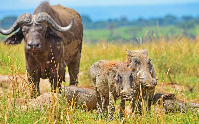 uganda-wildlife